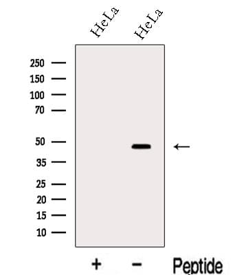L3 / LASS2 Antibody