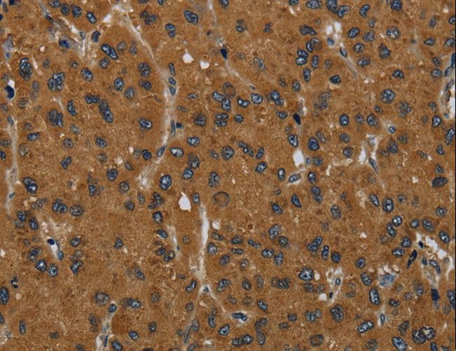 MIER2 Antibody
