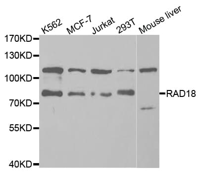 RAD18 Antibody