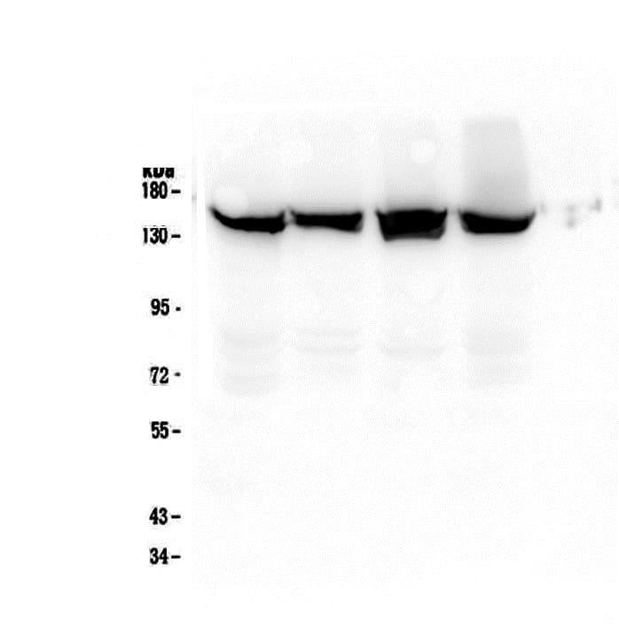 SMC3 / HCAP Antibody