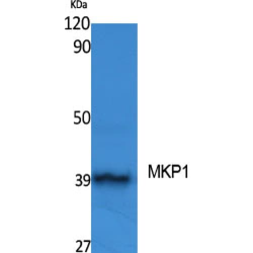 DUSP1 / MKP1 Antibody (300-380 aa)