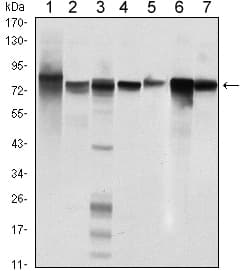 STAT5B Antibody (clone 5B3)
