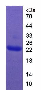Human GH / Growth Hormone Protein (Recombinant His-T7)