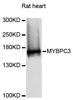 MYBPC3 / MYBP-C Antibody