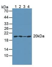 ARPC4 Antibody (aa3-165)