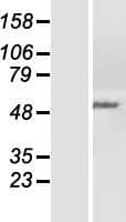 PPP2R5C Protein (Over-Expression Lysate Myc-DDK (Flag))