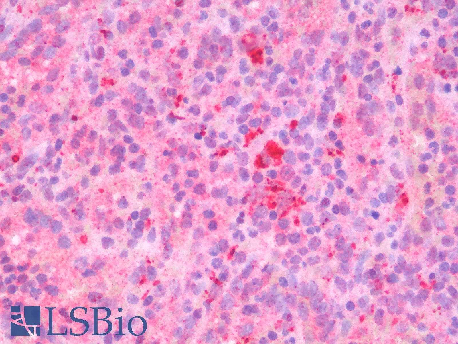 IHC-plus™ CD275 / B7-H2 / ICOS Ligand Antibody