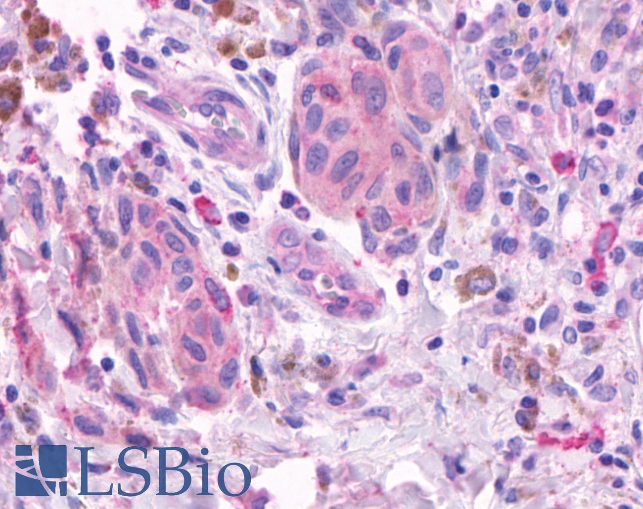 PathPlus™ OR2A4 Antibody (Cytoplasmic Domain)