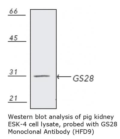 Monoclonal Mouse anti-Rat GS28 / GOSR1 / p28 Antibody (clone HFD9, WB)