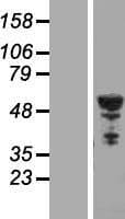 TUBB2B / Tubulin Beta 2B Protein (Over-Expression Lysate Myc-DDK (Flag))