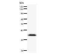Monoclonal Mouse anti-Human CSRNP1 / AXUD1 Antibody (clone 2055E3a, WB)