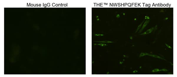 Monoclonal Mouse Streptavidin Antibody (clone 5A9F9, IF, WB)