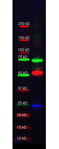 TF / Transferrin Antibody