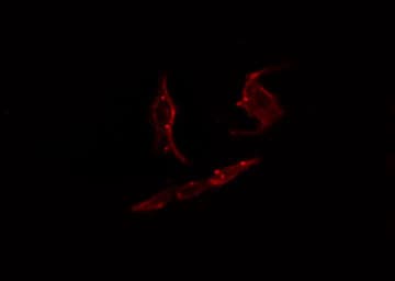 PARD3 Antibody