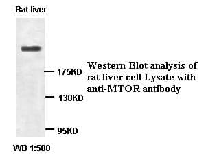 IHC-plus™ MTOR Antibody