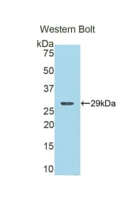COMT Antibody (aa63-265)