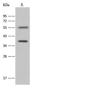 ANXA9 Antibody