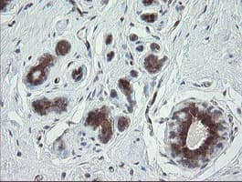 TSC22D1 / TSC22 Antibody (clone OTI3B10)