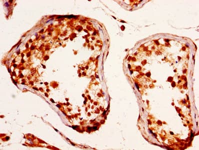 RXFP2 / LGR8 Antibody