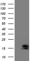 C2orf40 / ECRG4 Antibody (clone OTI3B10)