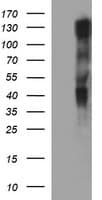 RAPGEF1 Antibody (clone OTI1F2)