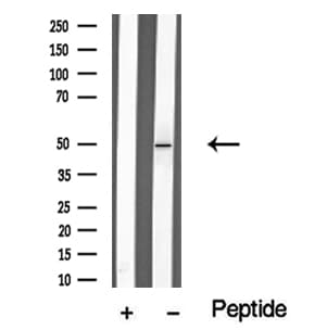 STYK1 Antibody