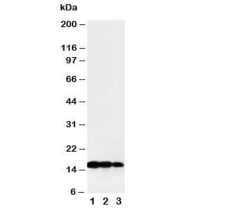 LTA / TNF Beta Antibody (aa73-88)