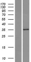 SLC25A30 Protein (Over-Expression Lysate Myc-DDK (Flag))