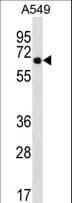 WSCD2 Antibody (aa536-565)