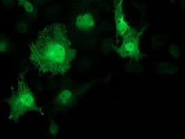 Monoclonal Mouse anti-Human KCTD14 Antibody (clone OTI3F5, IF, WB)