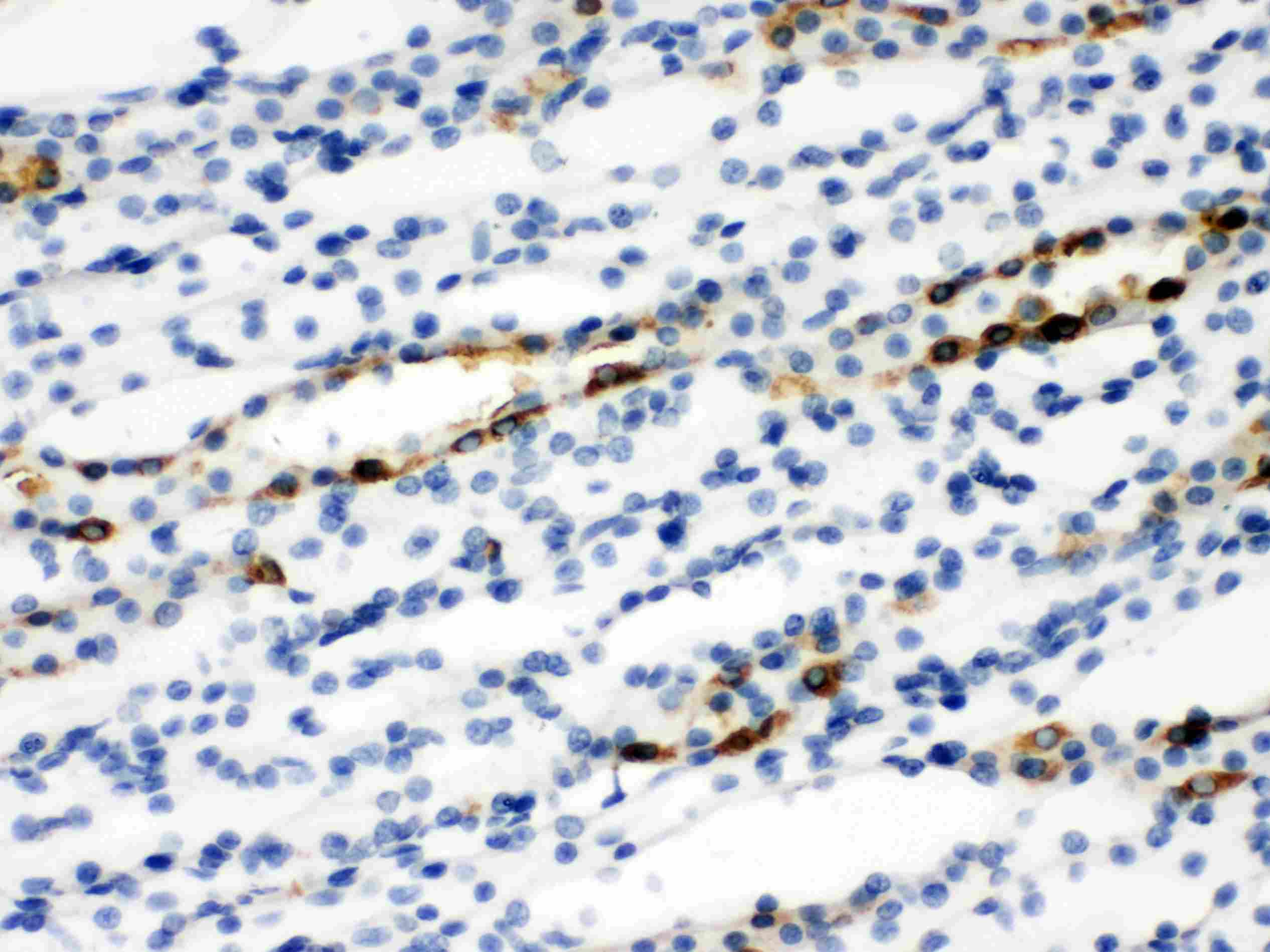 SLC9A2 / NHE2 Antibody (aa666-684)