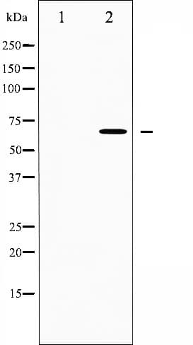 CDC25B Antibody