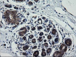 ROMO1 Antibody (clone OTI1G4)