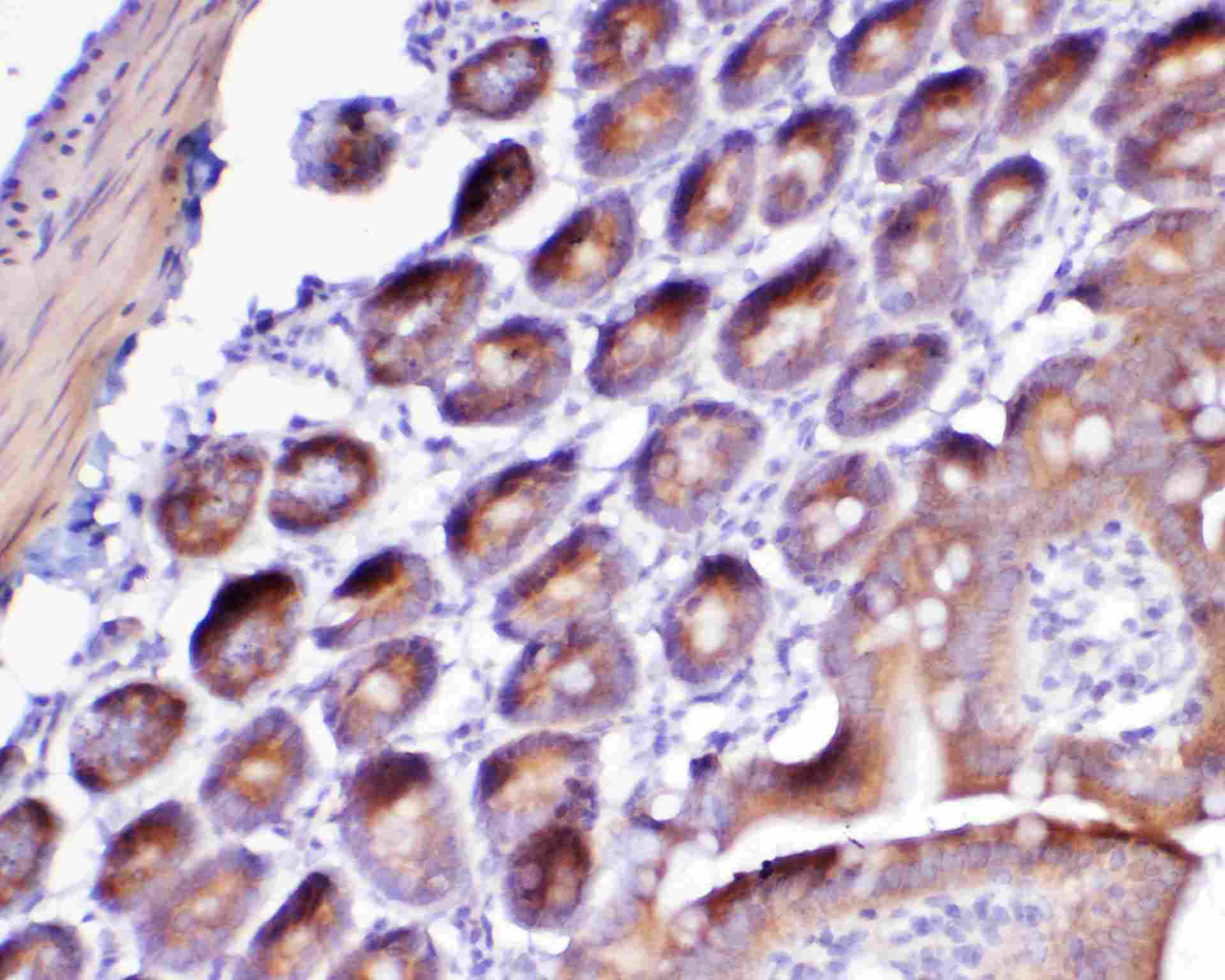 Polyclonal Rabbit anti-Mouse CD135 / FLT3 Antibody (IHC, WB)