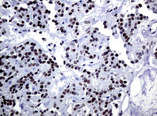 JUN / c-Jun Antibody (clone UMAB49, Carrier-free)