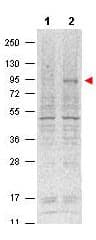STAT5A Antibody (phospho-Tyr694, clone 5F6.F1)