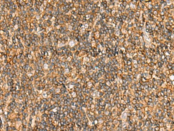 IPAF / NLRC4 Antibody