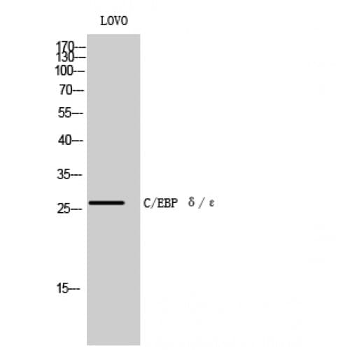 C/EBP Delta + C/EBP Epsilon Antibody (140-220 aa, C-terminal)