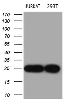 Monoclonal Mouse anti-Human DIRAS2 Antibody (clone OTI9G7, aa1-196, WB)