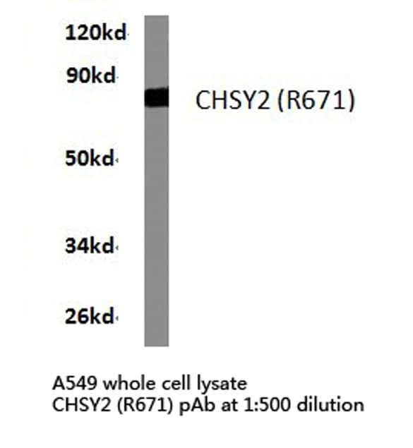 CHPF / CHSY2 Antibody (Arg671)