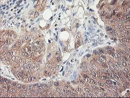 ALS2CR1 / NIF3L1 Antibody (clone OTI5A7, Carrier-free)