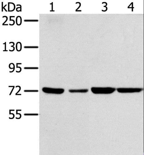 SNX2 Antibody