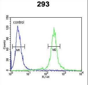 TCERG1L Antibody (aa392-421)