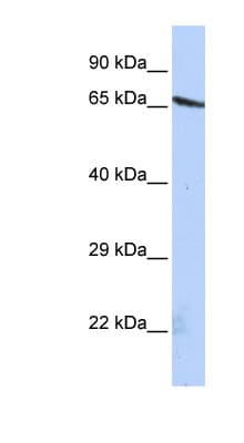 OLFML2A Antibody (aa72-121)