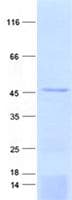 Human ASB10 Protein (Recombinant His, N-Terminal)