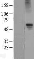 GABRA5 Protein (Over-Expression Lysate Myc-DDK (Flag))