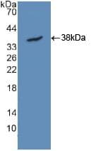 Basigin / Emmprin / CD147 Antibody (aa59-321)