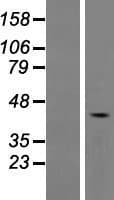 DNTNP / FAM53A Protein (Over-Expression Lysate Myc-DDK (Flag))