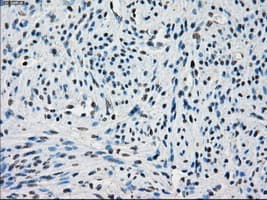 CYPOR / POR Antibody (clone OTI3H10)