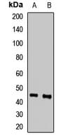 SAV1 / WW45 Antibody